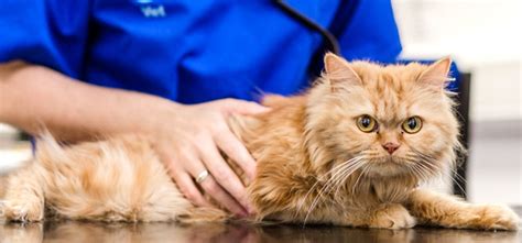 emergency vet|Emergency Vet Chesterfield .